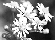 网络ddos监测分析工具